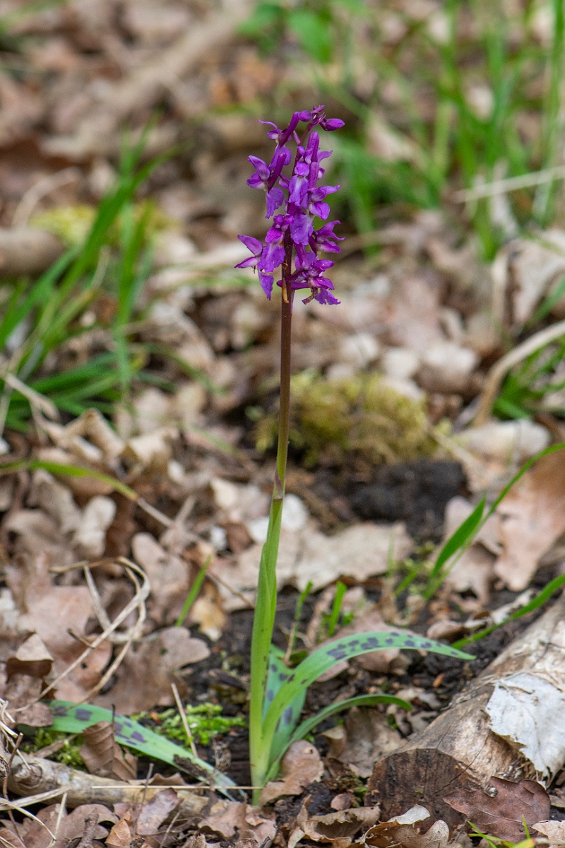 David Plant Photography - Wildlife Photography - Early purple orchid - G.JPG - Early purple orchid  plant - Bedfordshire