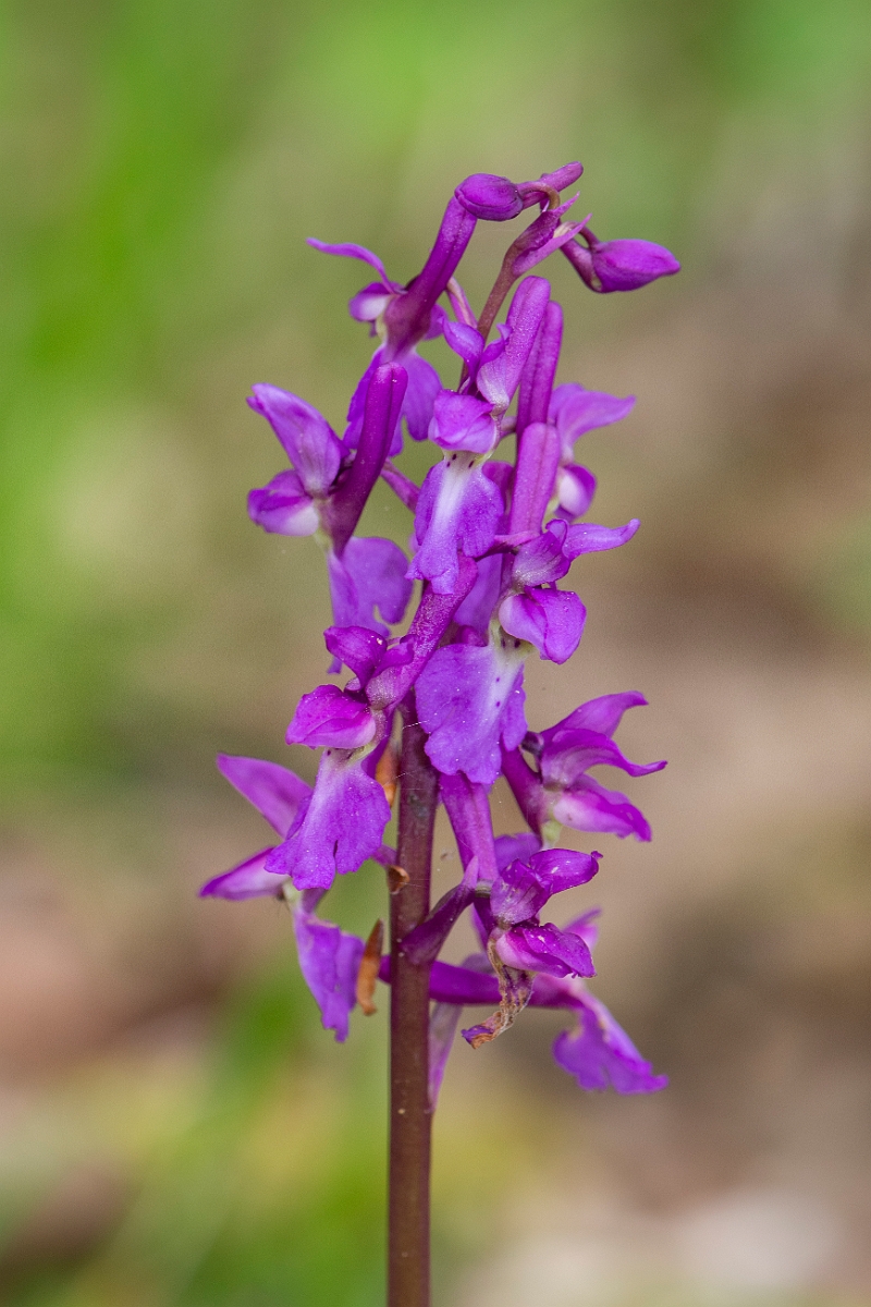 David Plant Photography - Wildlife Photography - Early purple orchid - H.JPG - Early purple orchid flowers - Bedfordshire