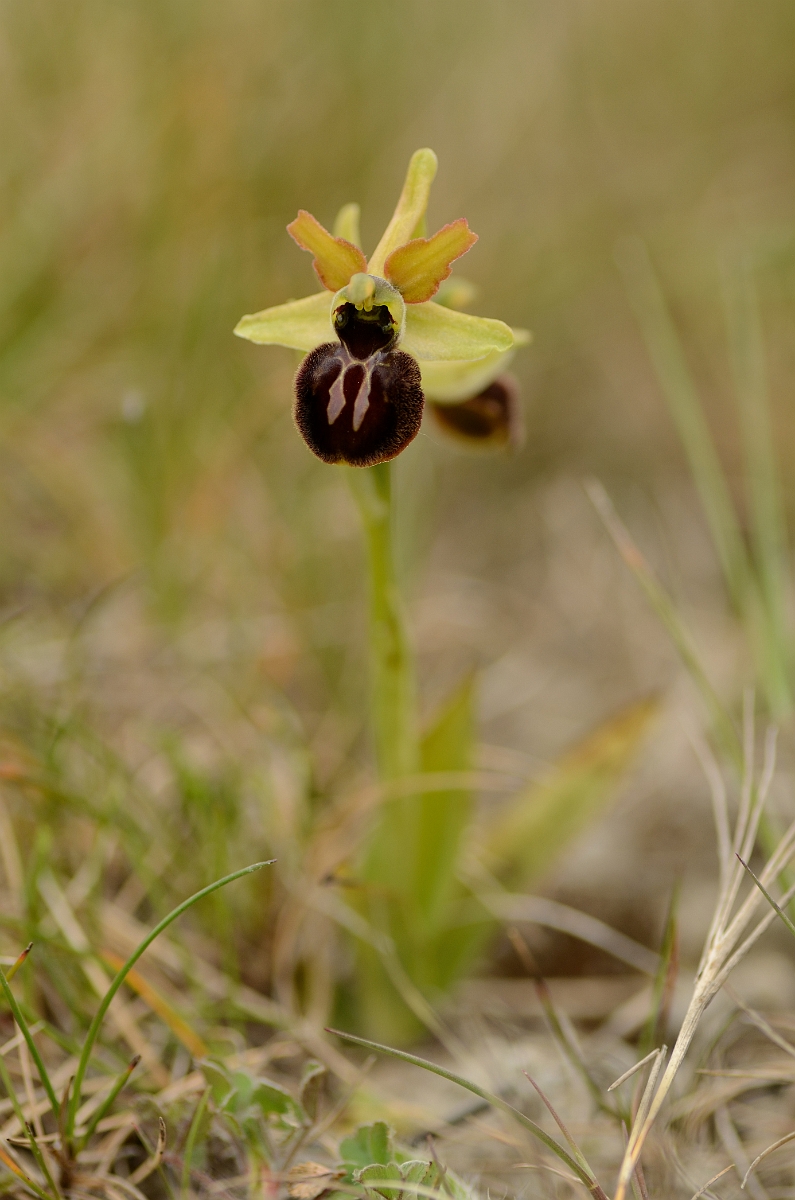 David Plant Photography - Wildlife Photography - Early spider orchid - D.jpg - Early spider orchid plant - Kent