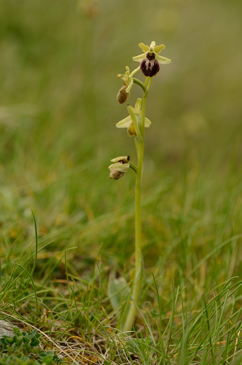 David Plant Photography - Wildlife Photography - Early spider orchid - E.jpg - Early spider orchid plant - Kent