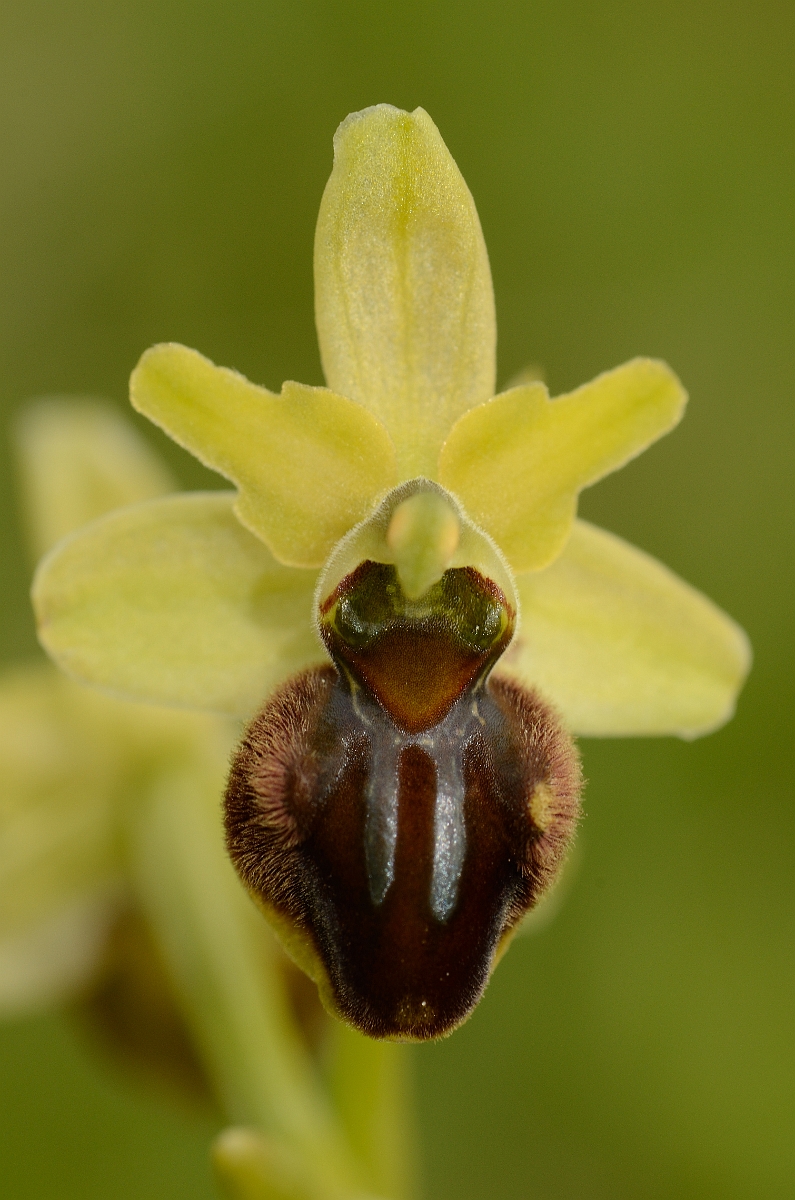 David Plant Photography - Wildlife Photography - Early spider orchid - F.jpg - Early spider orchid flower - Kent