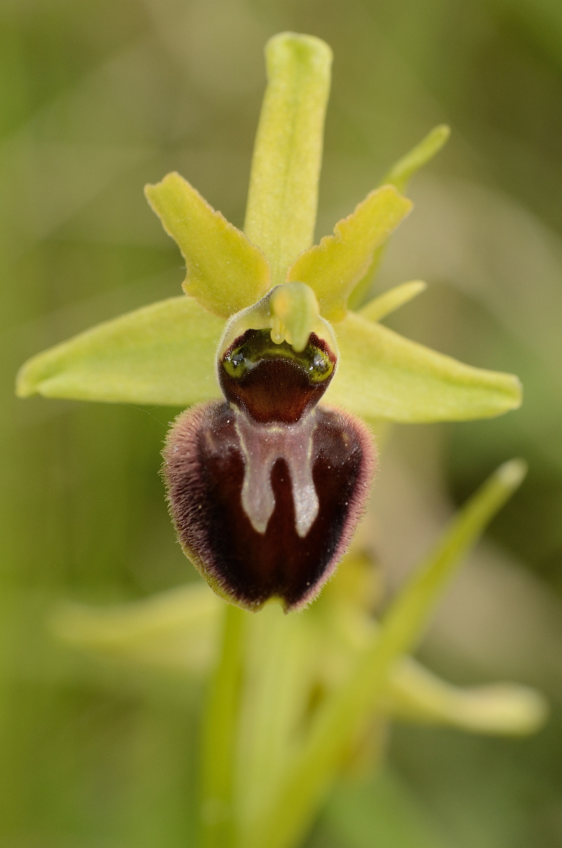 David Plant Photography - Wildlife Photography - Early spider orchid - H.jpg - Early spider orchid flower - Kent