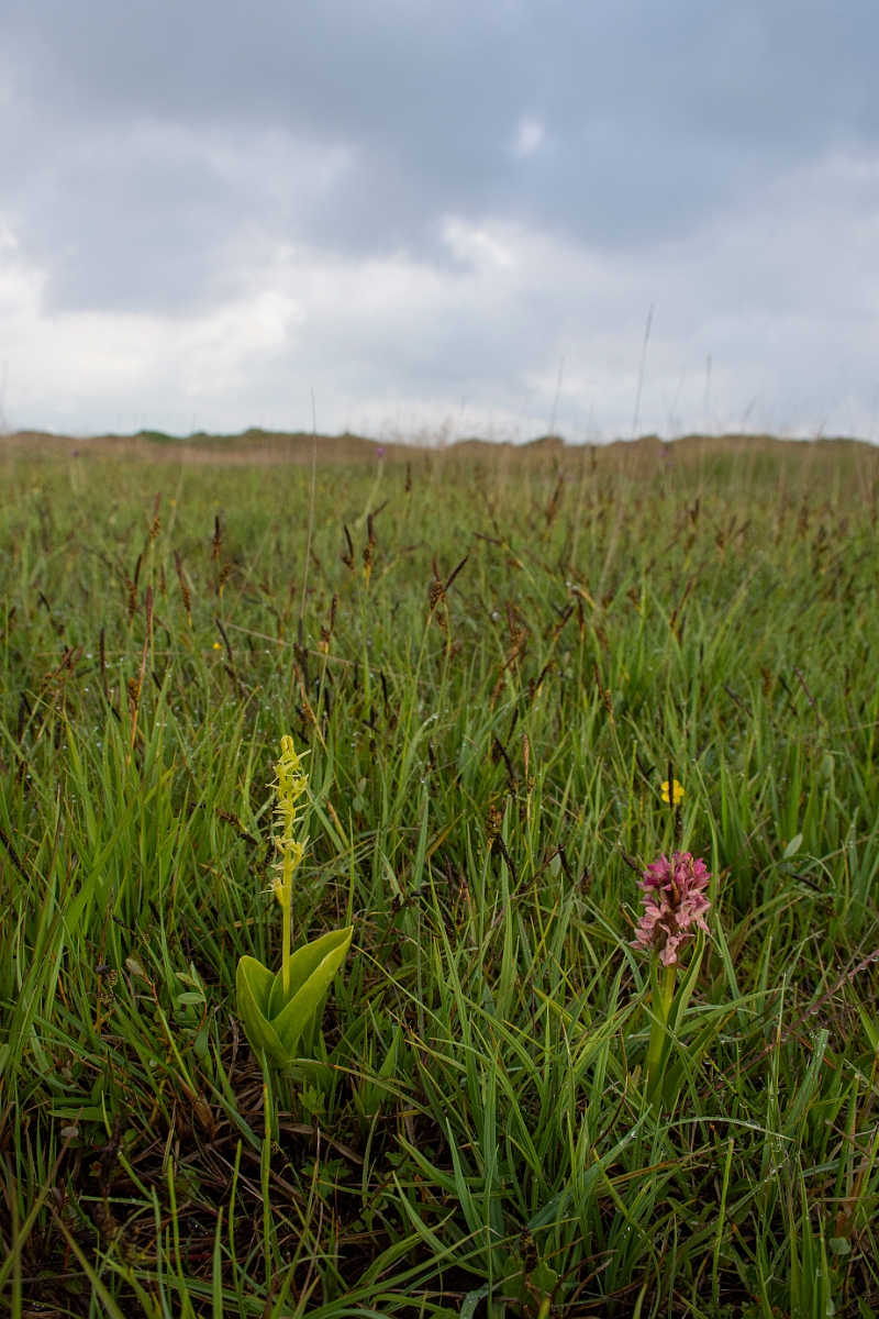 David Plant Photography - Wildlife Photography - Fen orchid - G.JPG - Fen orchid - Bridgend