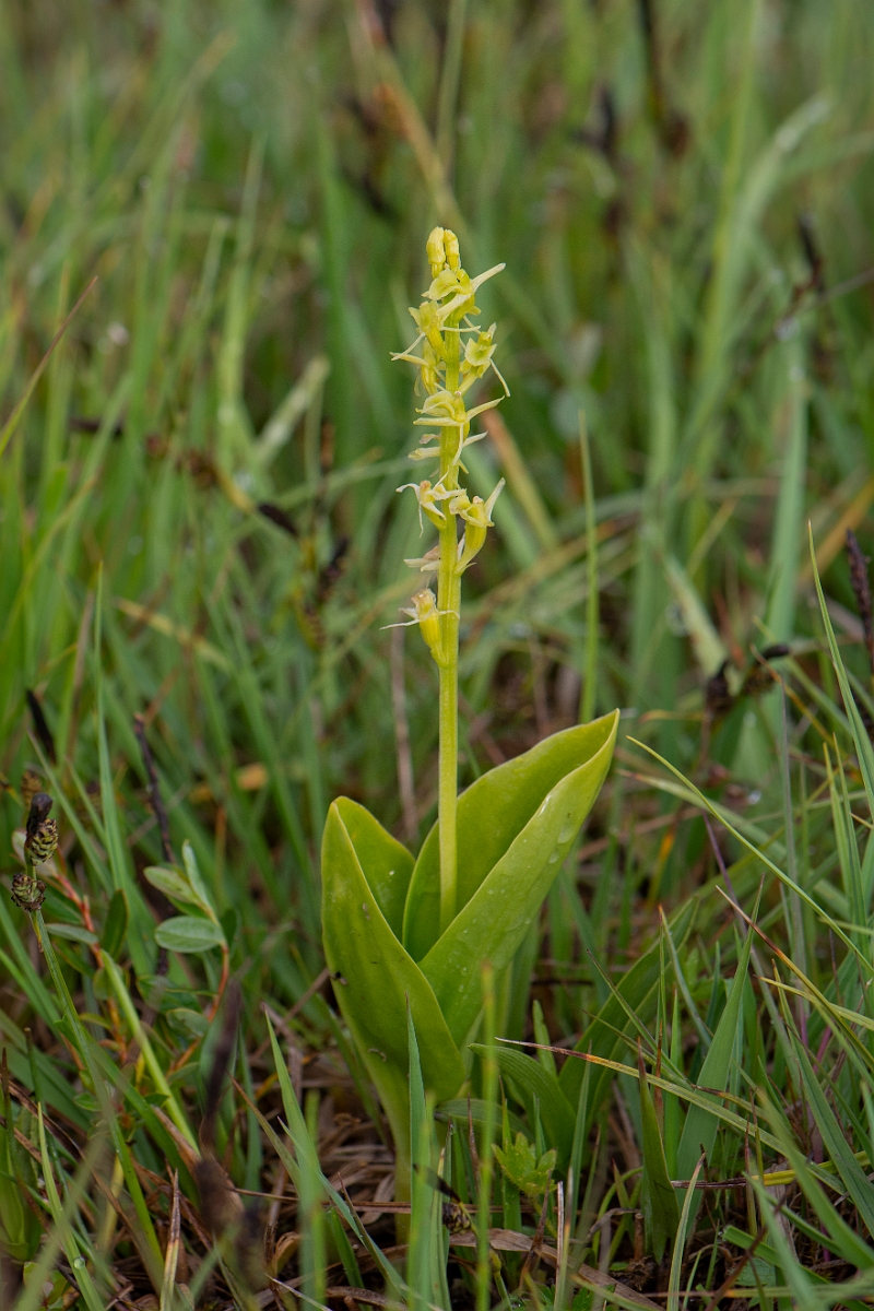 David Plant Photography - Wildlife Photography - Fen orchid - H.JPG - Fen orchid - Bridgend