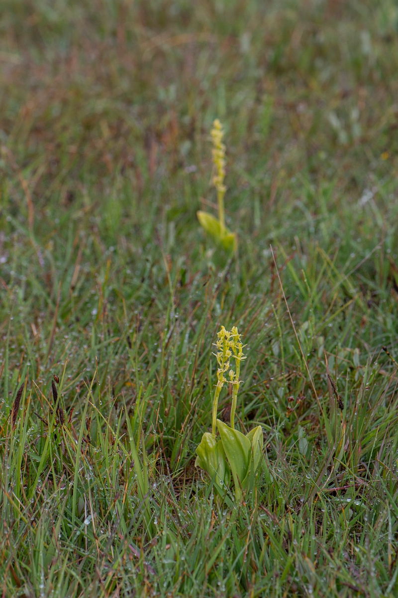 David Plant Photography - Wildlife Photography - Fen orchid - K.JPG - Fen orchid - Bridgend