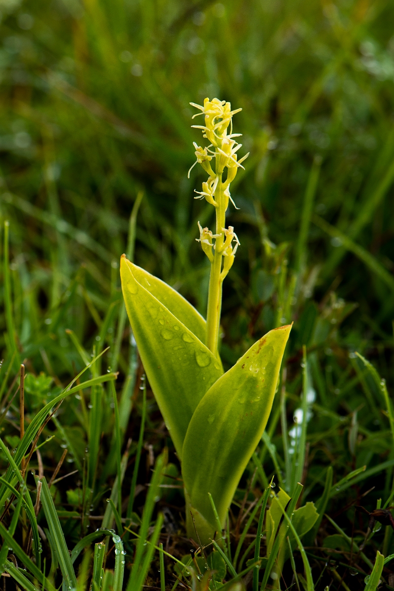 David Plant Photography - Wildlife Photography - Fen orchid - L.JPG - Fen orchid - Bridgend