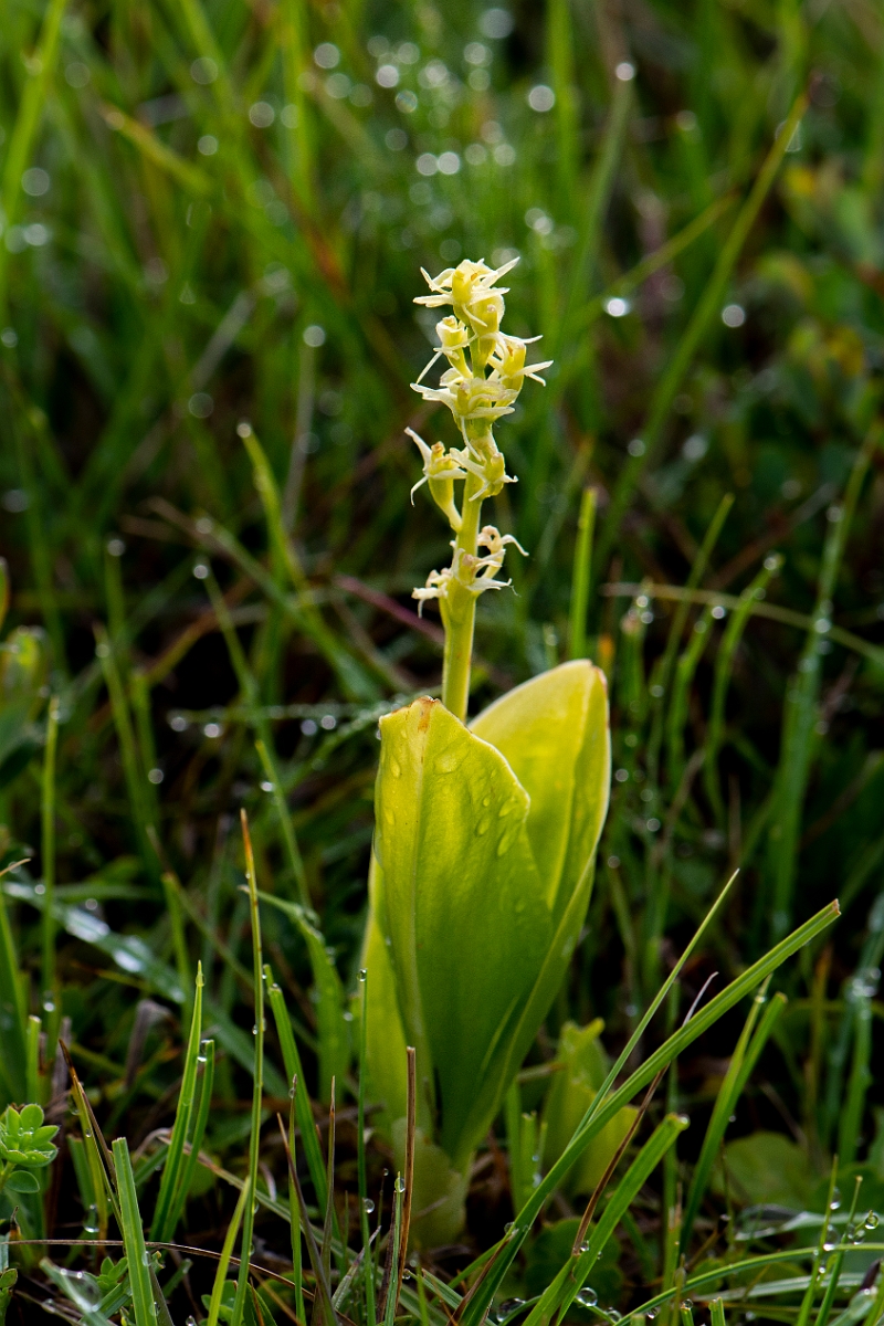 David Plant Photography - Wildlife Photography - Fen orchid - M.JPG - Fen orchid - Bridgend