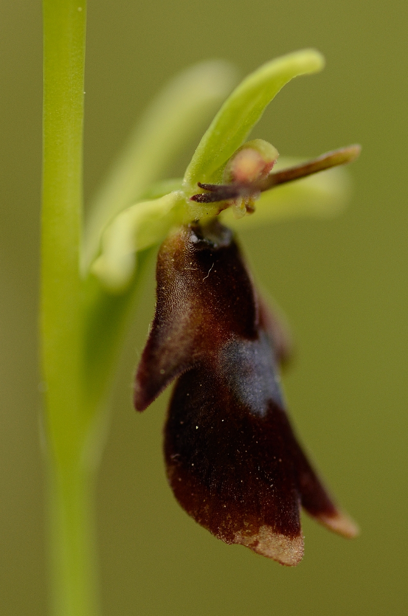 David Plant Photography - Wildlife Photography - Fly orchid - A.jpg - Fly orchid flower - Buckinghamshire