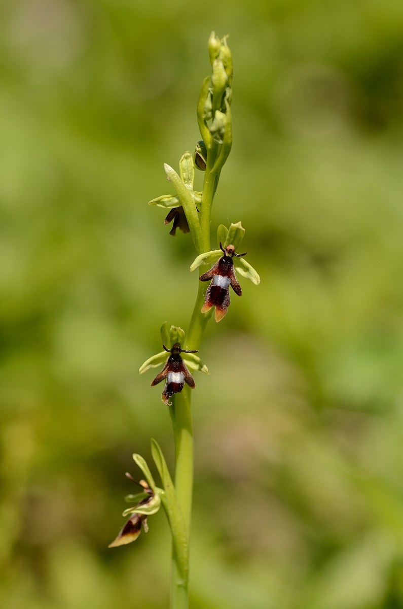 David Plant Photography - Wildlife Photography - Fly orchid - F.jpg - Fly orchid - Oxfordshire