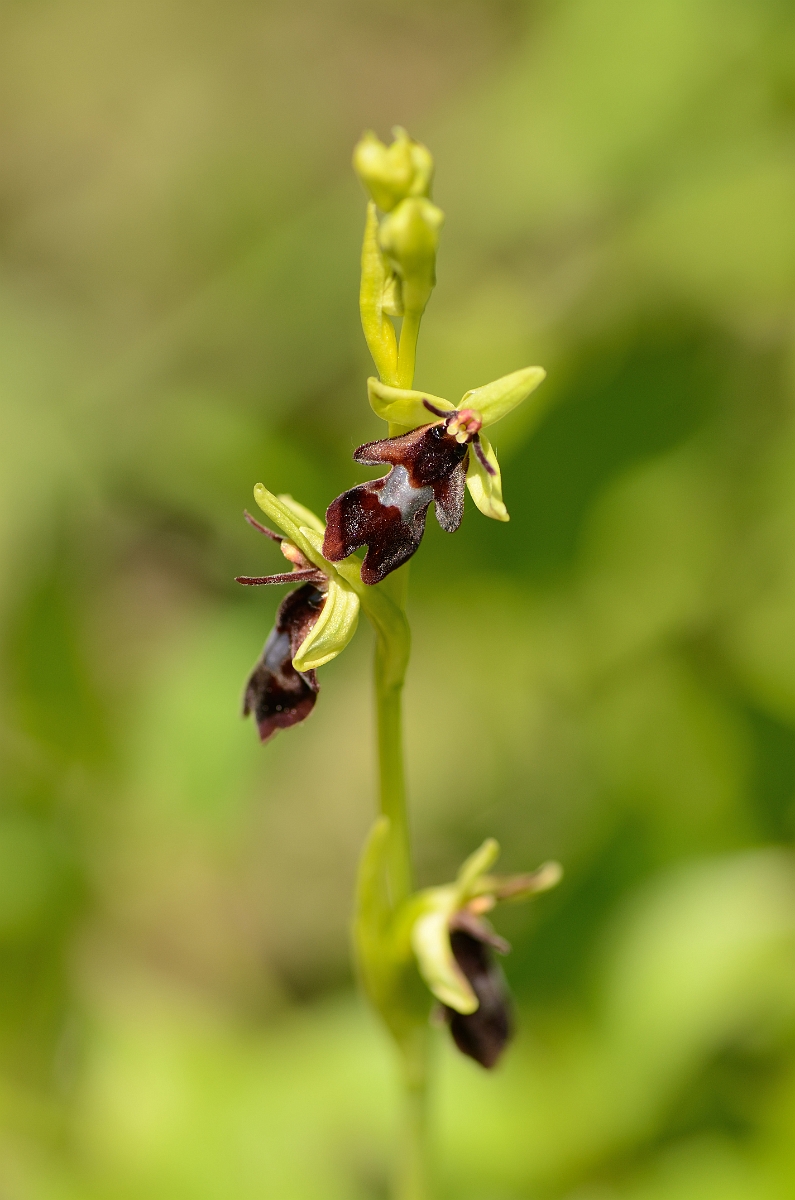 David Plant Photography - Wildlife Photography - Fly orchid - G.jpg - Fly orchid - Oxfordshire