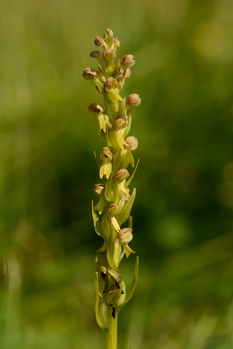 David Plant Photography - Wildlife Photography - Frog orchid - C.jpg - Frog orchid spike - Suffolk