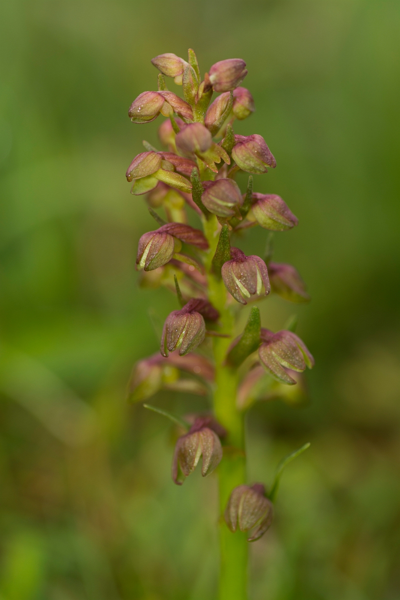 David Plant Photography - Wildlife Photography - Frog orchid - E.jpg - Frog orchid - Caithness