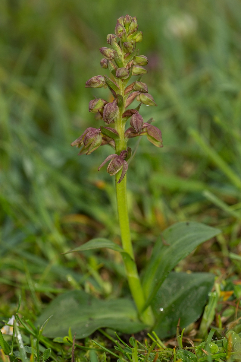 David Plant Photography - Wildlife Photography - Frog orchid - F.jpg - Frog orchid plant - Caithness