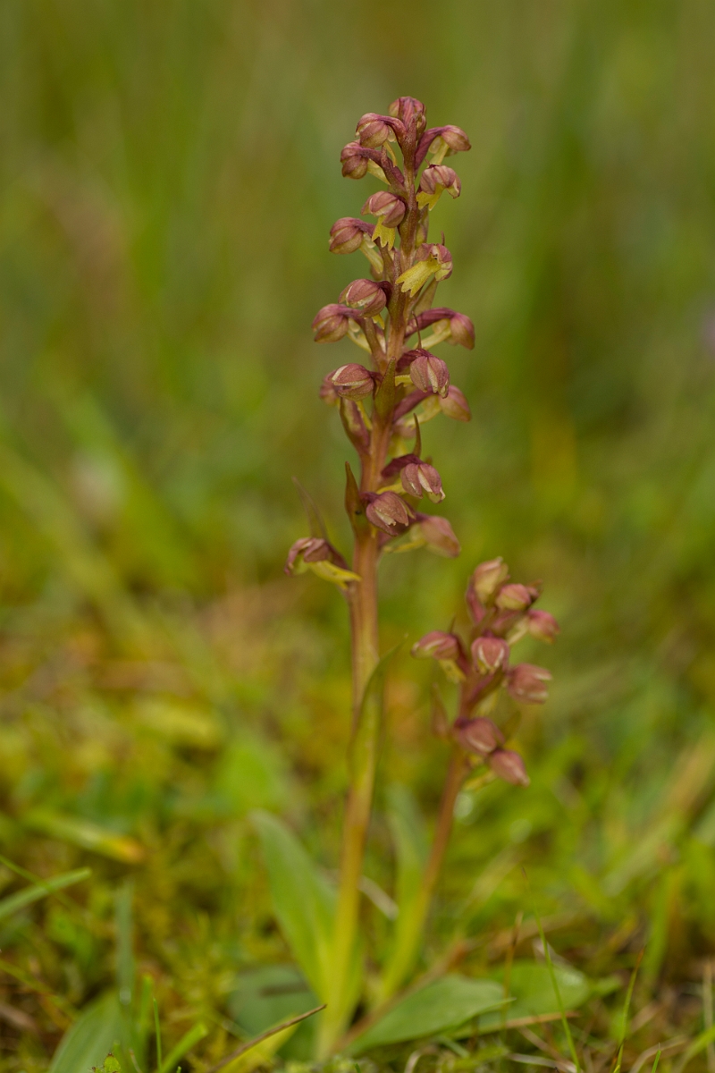 David Plant Photography - Wildlife Photography - Frog orchid - G.jpg - Frog orchid - Caithness