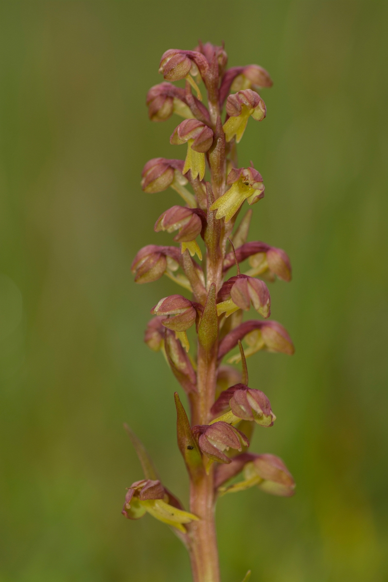 David Plant Photography - Wildlife Photography - Frog orchid - H.jpg - Frog orchid - Caithness