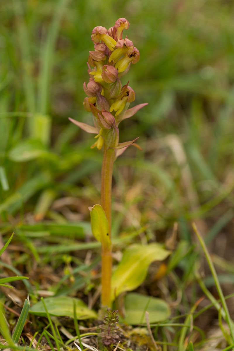 David Plant Photography - Wildlife Photography - Frog orchid - I.jpg - Frog orchid plant - Sutherland