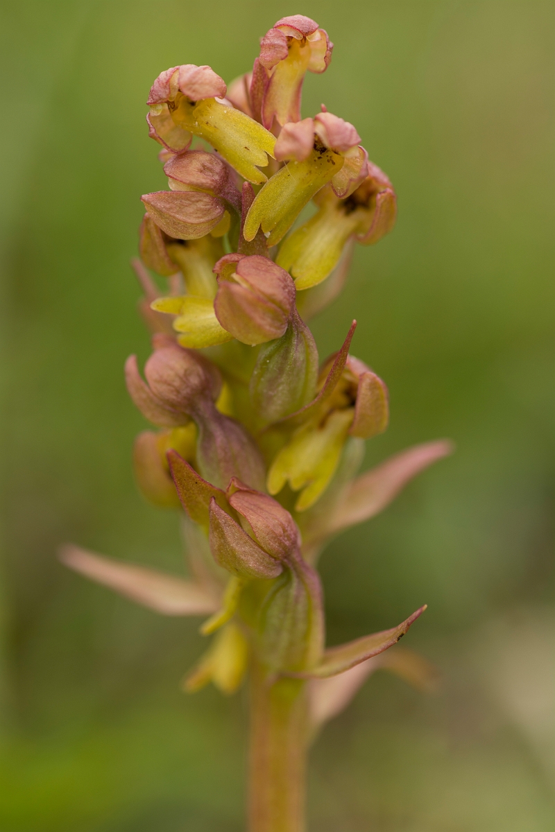 David Plant Photography - Wildlife Photography - Frog orchid - J.jpg - Frog orchid - Sutherland