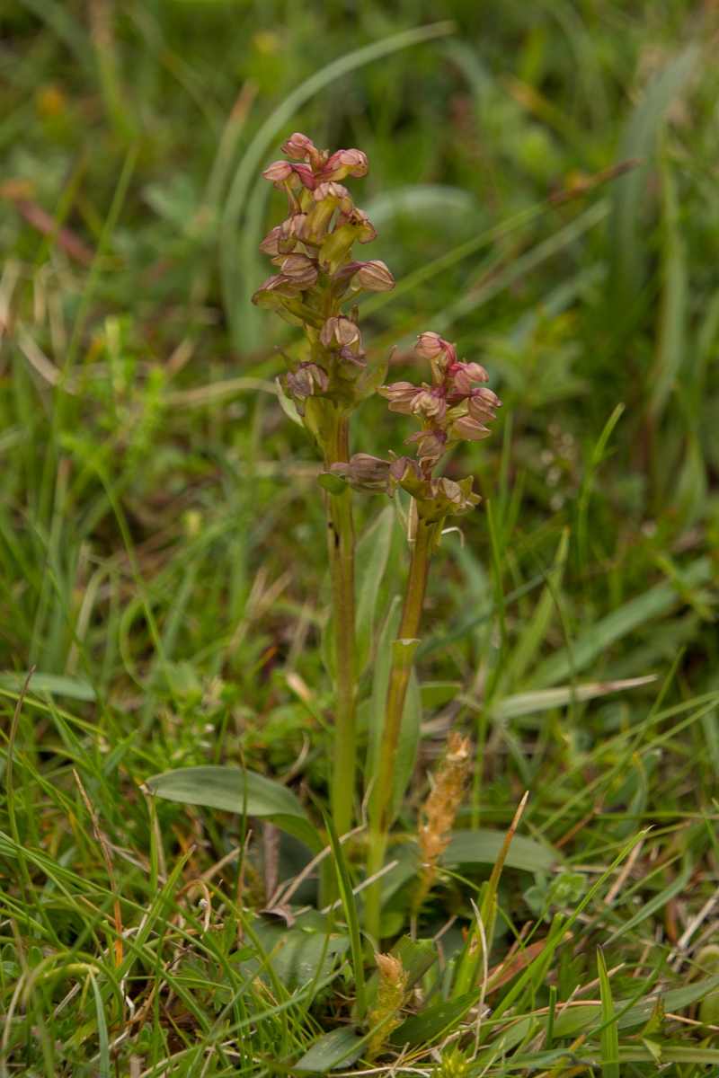 David Plant Photography - Wildlife Photography - Frog orchid - K.jpg - Frog orchid - Sutherland