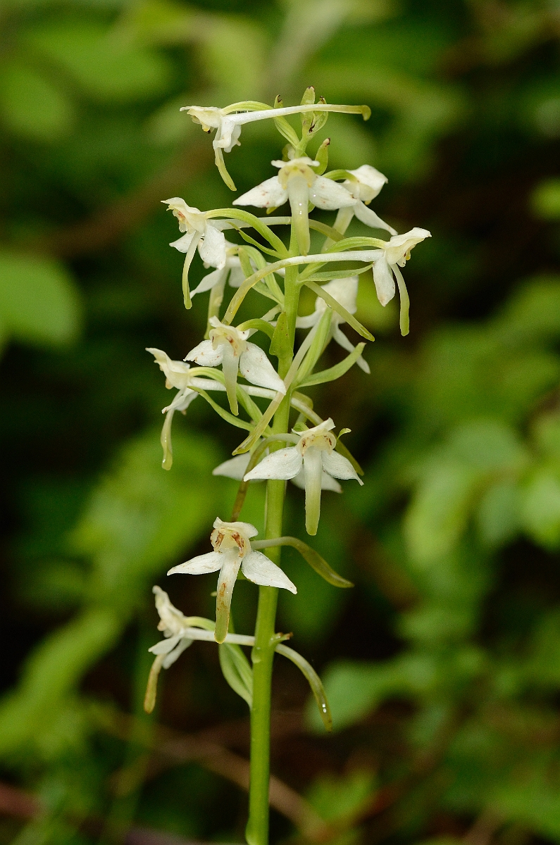 David Plant Photography - Wildlife Photography - Greater butterfly orchid - C.jpg - Great butterfly orchid spike - Oxfordshire
