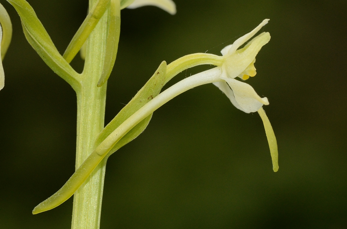David Plant Photography - Wildlife Photography - Greater butterfly orchid - E.jpg - Great butterfly orchid flower - Kent