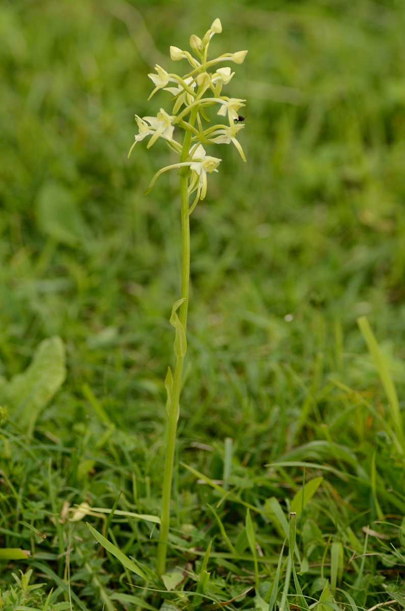 David Plant Photography - Wildlife Photography - Greater butterfly orchid - F.jpg - Great butterfly orchid plant - Kent