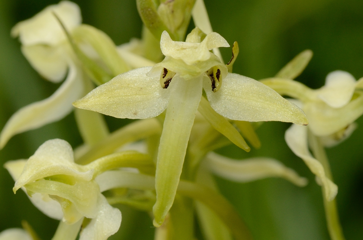 David Plant Photography - Wildlife Photography - Greater butterfly orchid - H.jpg - Great butterfly orchid flower - Falkirk