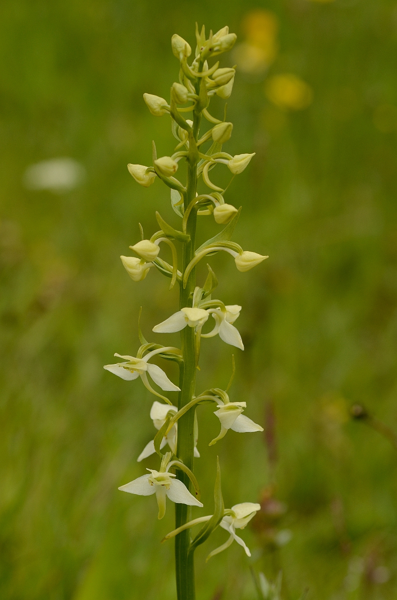 David Plant Photography - Wildlife Photography - Greater butterfly orchid - K.jpg - Great butterfly orchid spike - Falkirk