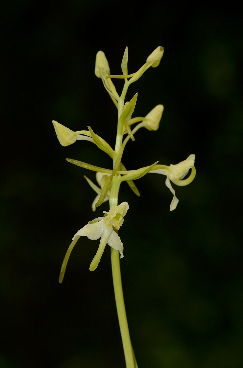 David Plant Photography - Wildlife Photography - Greater butterfly orchid - L.jpg - Greater butterfly orchid spike - Oxfordshire