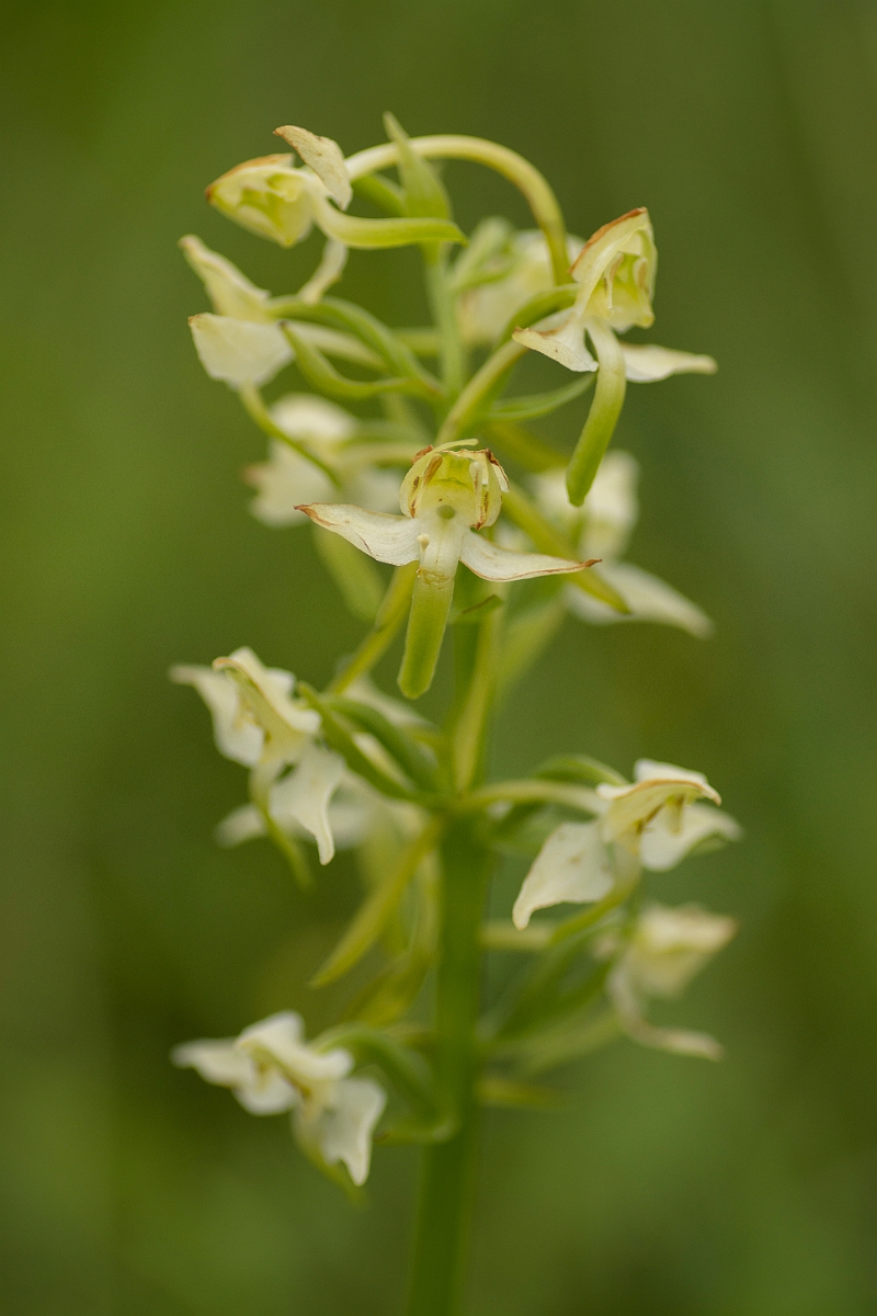 David Plant Photography - Wildlife Photography - Greater butterfly orchid - M.jpg - Greater butterfly orchid - Ayrshire