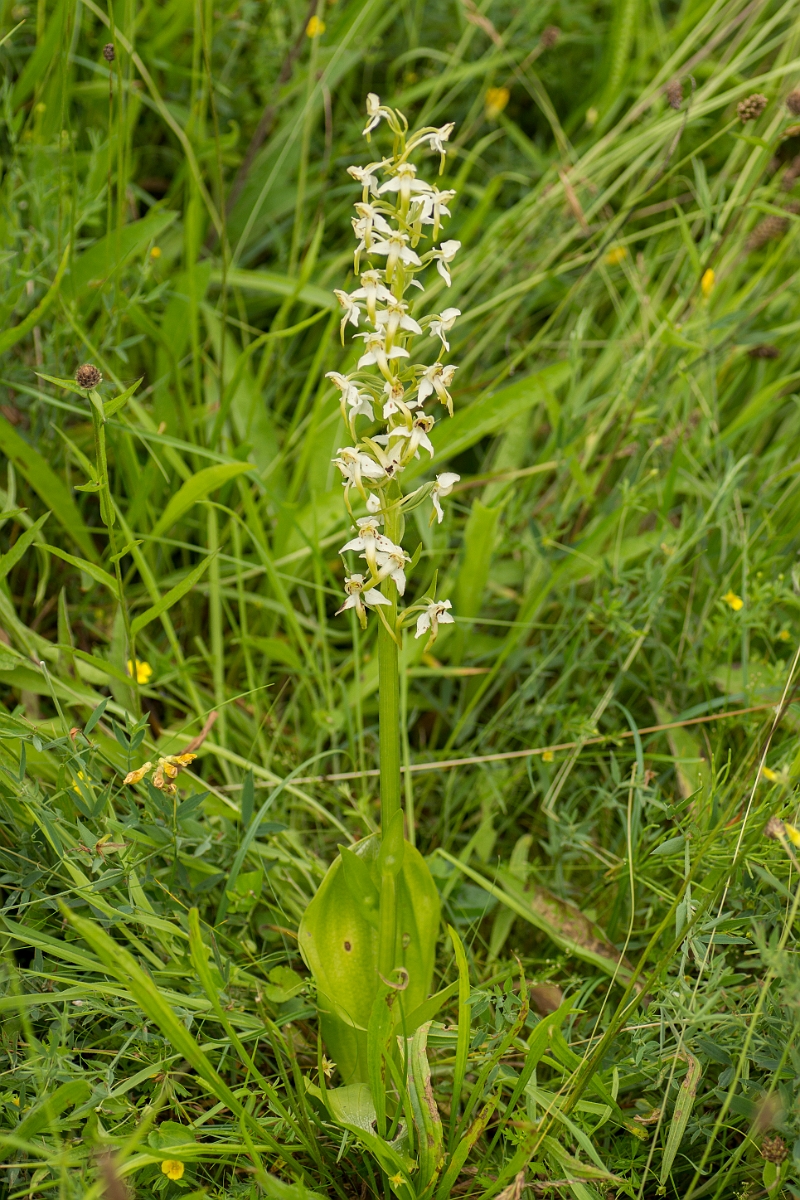 David Plant Photography - Wildlife Photography - Greater butterfly orchid - N.jpg - Greater butterfly orchid - Ayrshire