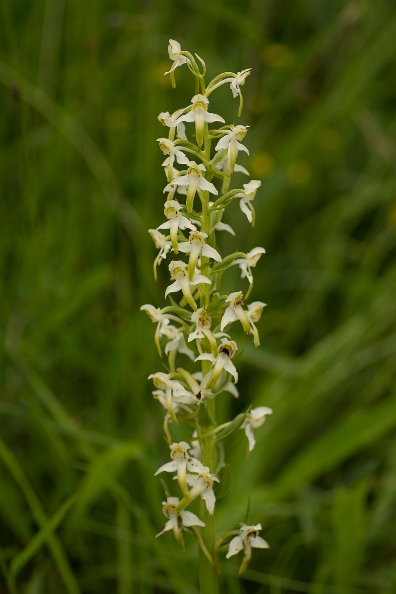 David Plant Photography - Wildlife Photography - Greater butterfly orchid - O.jpg - Greater butterfly orchid - Ayrshire