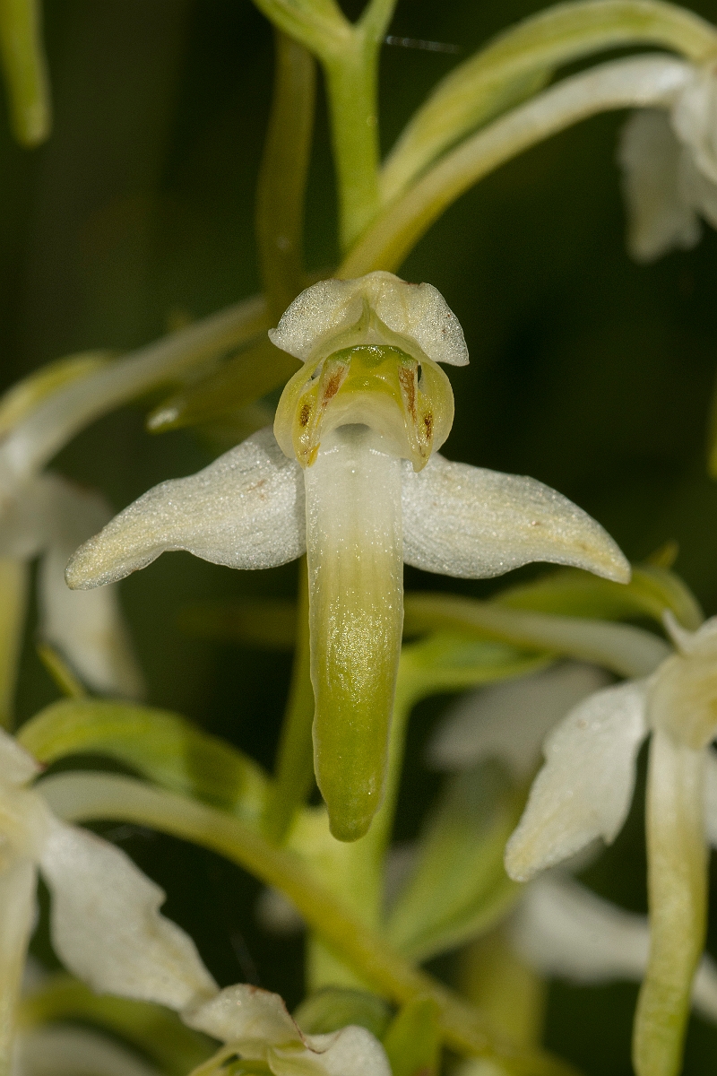 David Plant Photography - Wildlife Photography - Greater butterfly orchid - P.jpg - Greater butterfly orchid flower - Ayrshire
