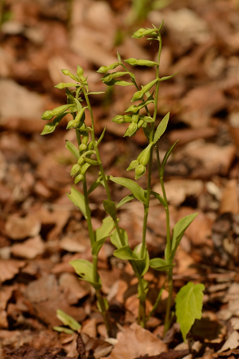 David Plant Photography - Wildlife Photography - Green-flowered helleborine - A.jpg - Green-flowered helleborine - Kent