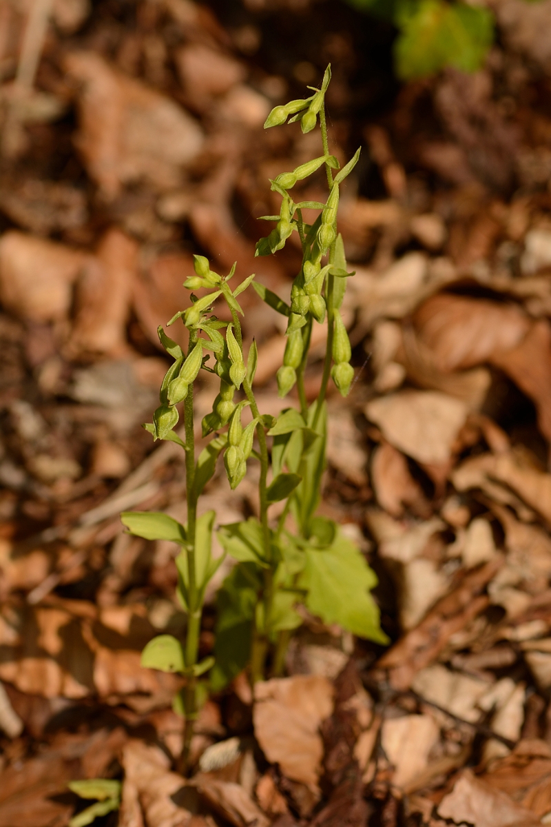 David Plant Photography - Wildlife Photography - Green-flowered helleborine - B.jpg - Green-flowered helleborine - Kent