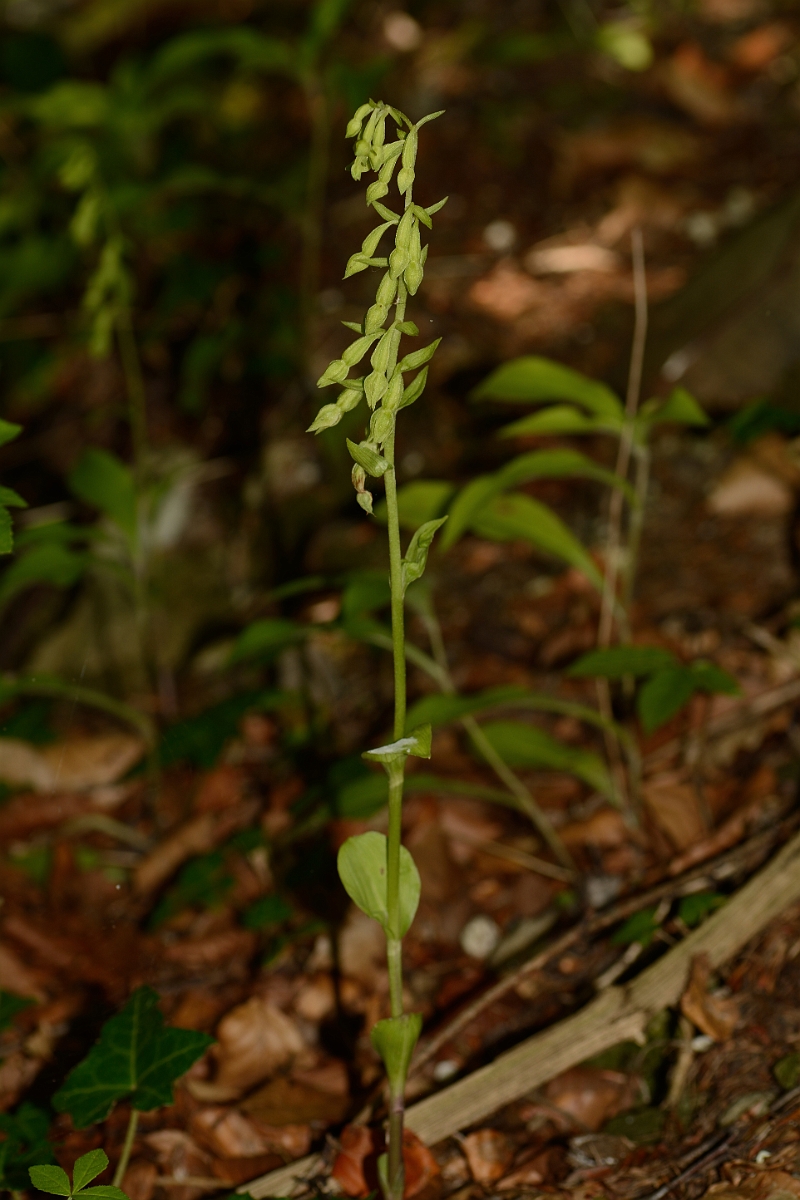 David Plant Photography - Wildlife Photography - Green-flowered helleborine - C.jpg - Green-flowered helleborine plant - Kent