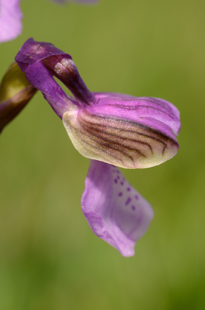 David Plant Photography - Wildlife Photography - Green-winged orchid - C.jpg - Green-winged orchid flower - Norfolk