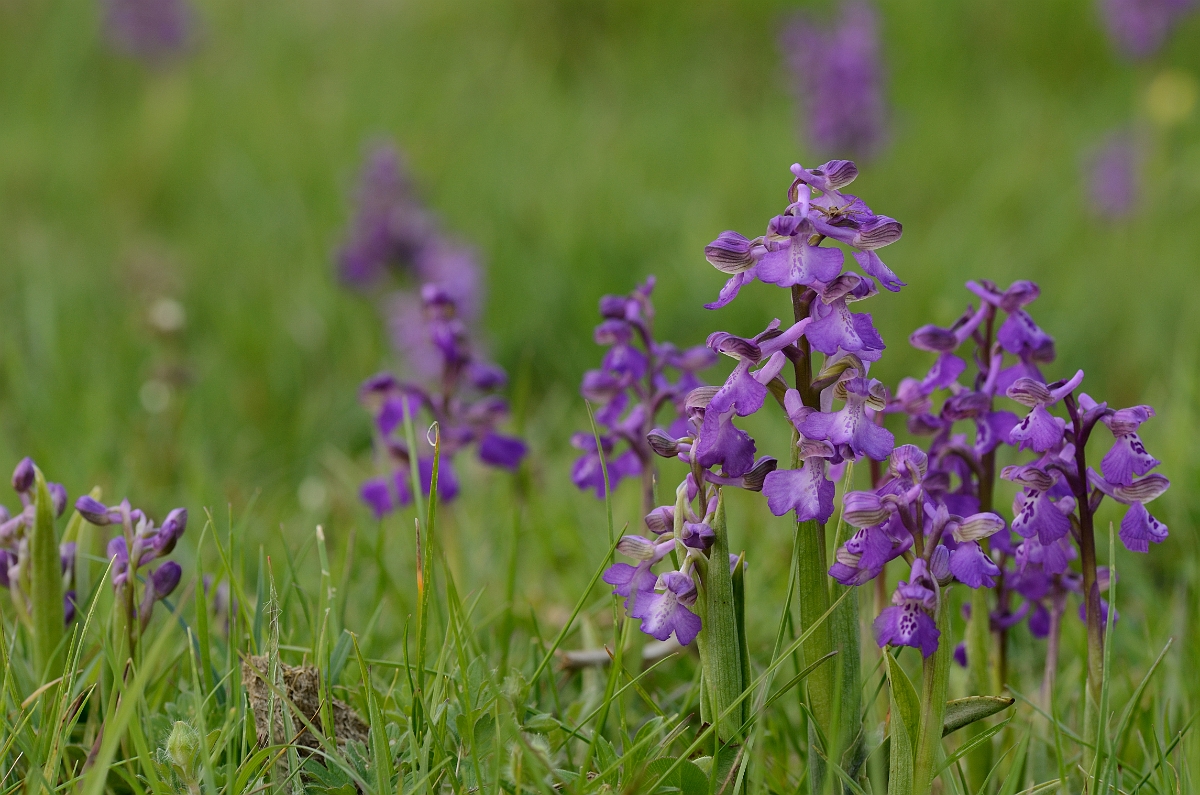 David Plant Photography - Wildlife Photography - Green-winged orchid - E.jpg - Green-winged orchid plants - Norfolk
