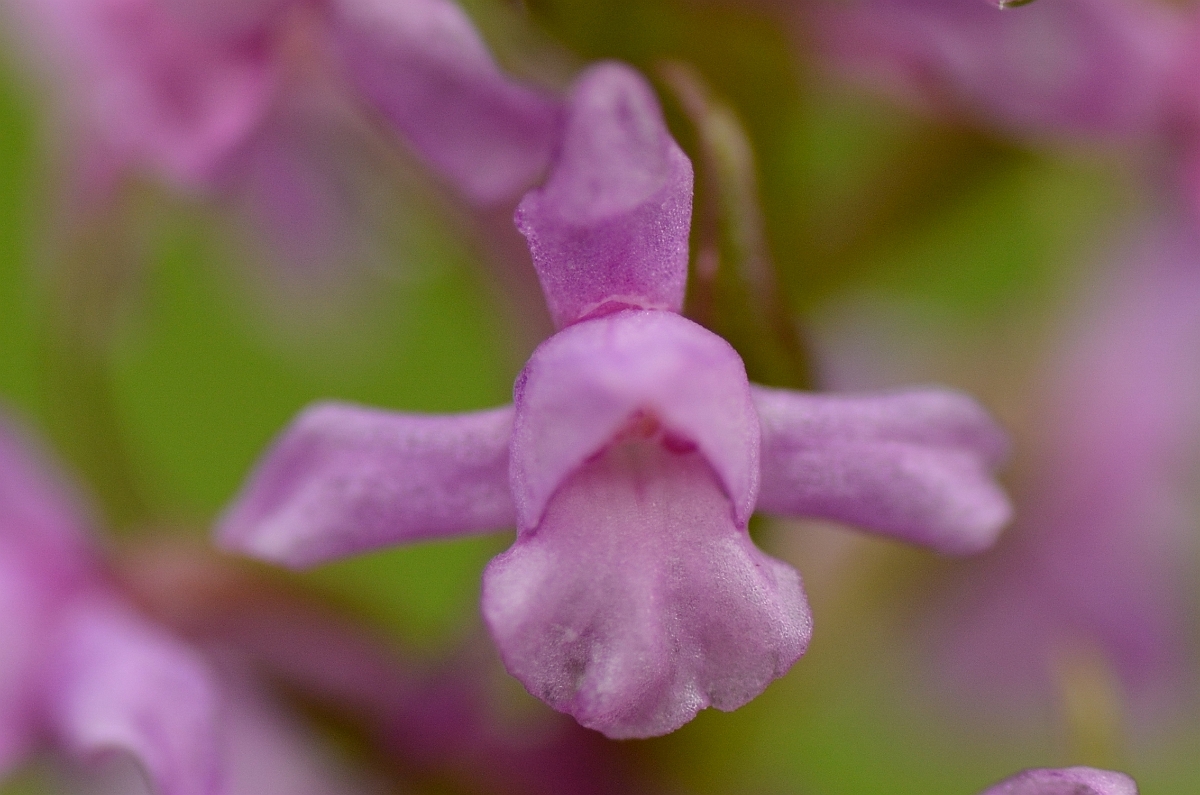 David Plant Photography - Wildlife Photography - Heath fragrant orchid - C.jpg - Heath fragrant orchid flower - Perth and Kinross