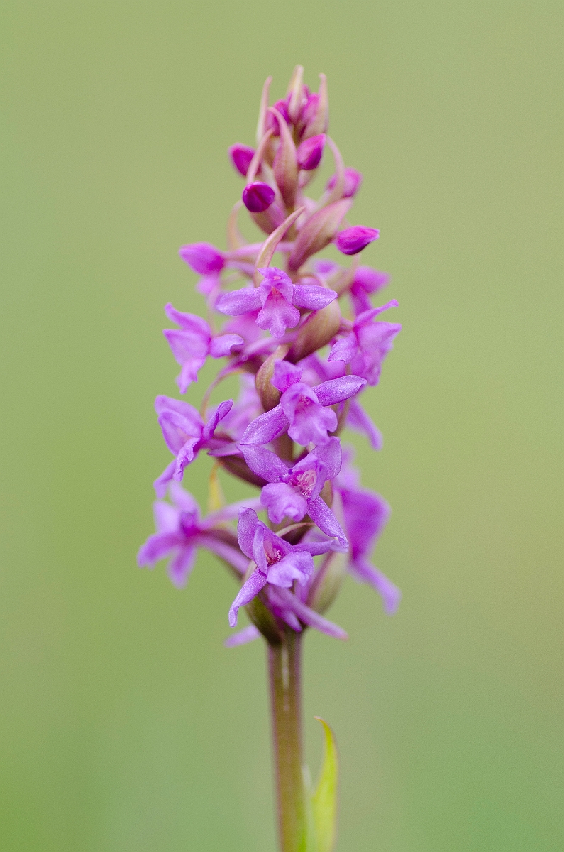 David Plant Photography - Wildlife Photography - Heath fragrant orchid - E.JPG - Heath fragrant orchid - Anglesey