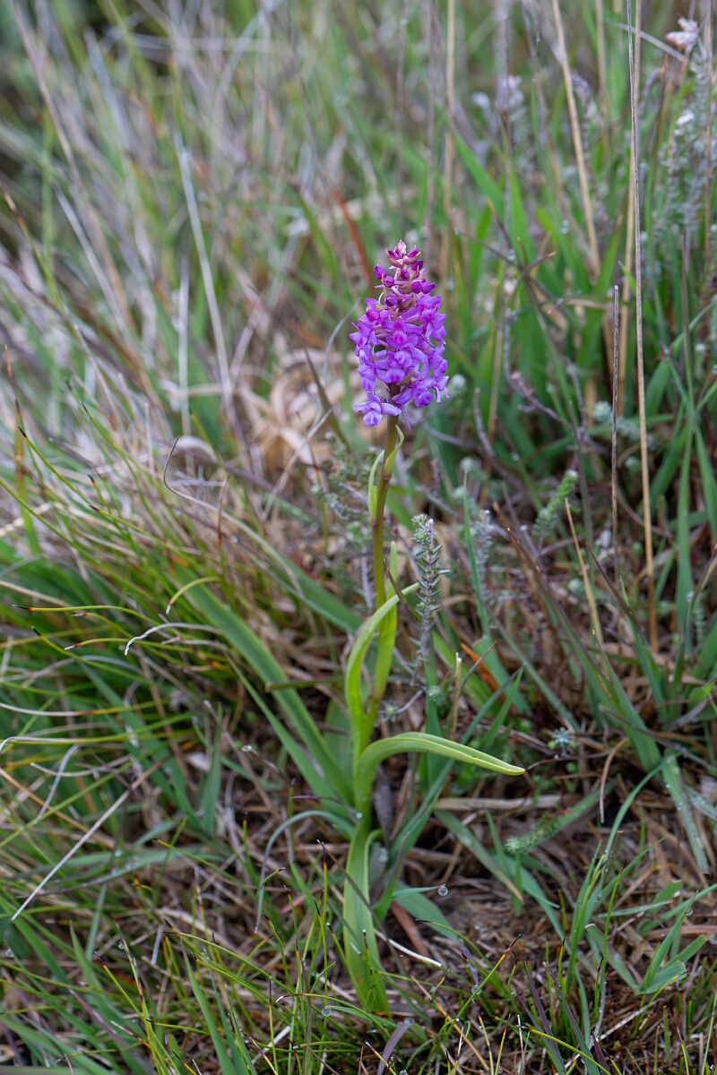 David Plant Photography - Wildlife Photography - Heath fragrant orchid - F.jpg - Heath fragrant orchid - Cornwall
