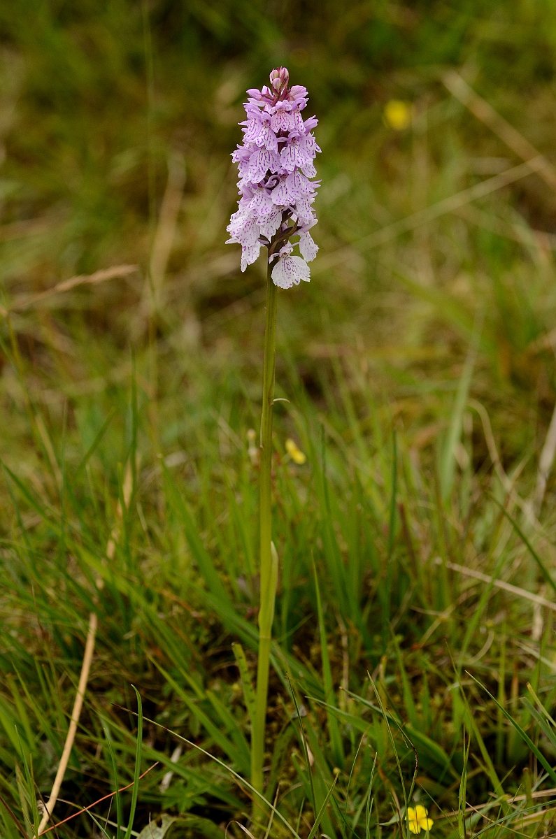 David Plant Photography - Wildlife Photography - Heath spotted orchid - D.jpg - Heath spotted orchid plant - Rhondda Cynon Taff