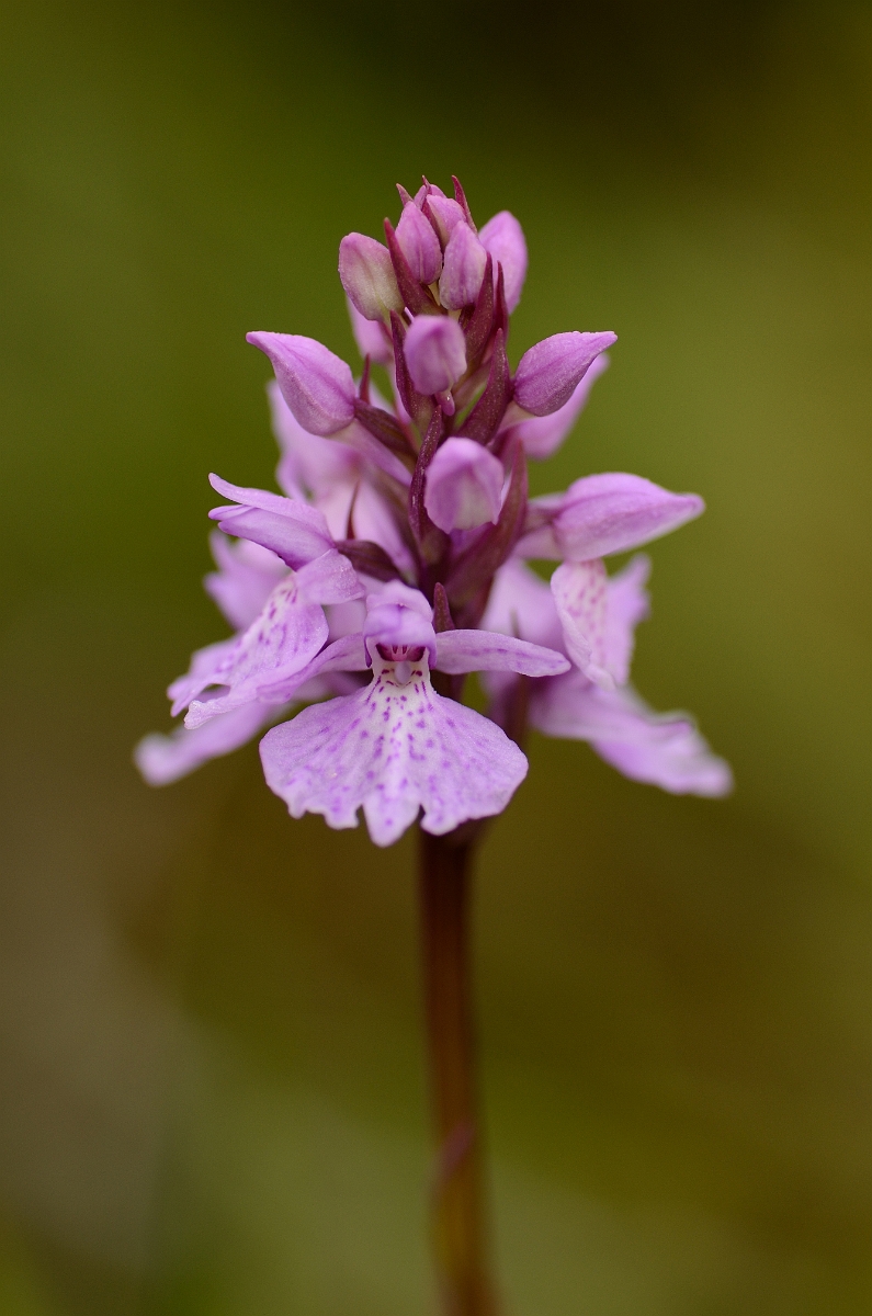 David Plant Photography - Wildlife Photography - Heath spotted orchid - E.jpg - Heath spotted orchid flower spike - Rhondda Cynon Taff