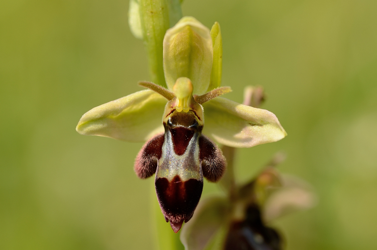 David Plant Photography - Wildlife Photography - Hybrid bee x fly orchid - A.jpg - Bee x fly hybrid orchid flower - Somerset
