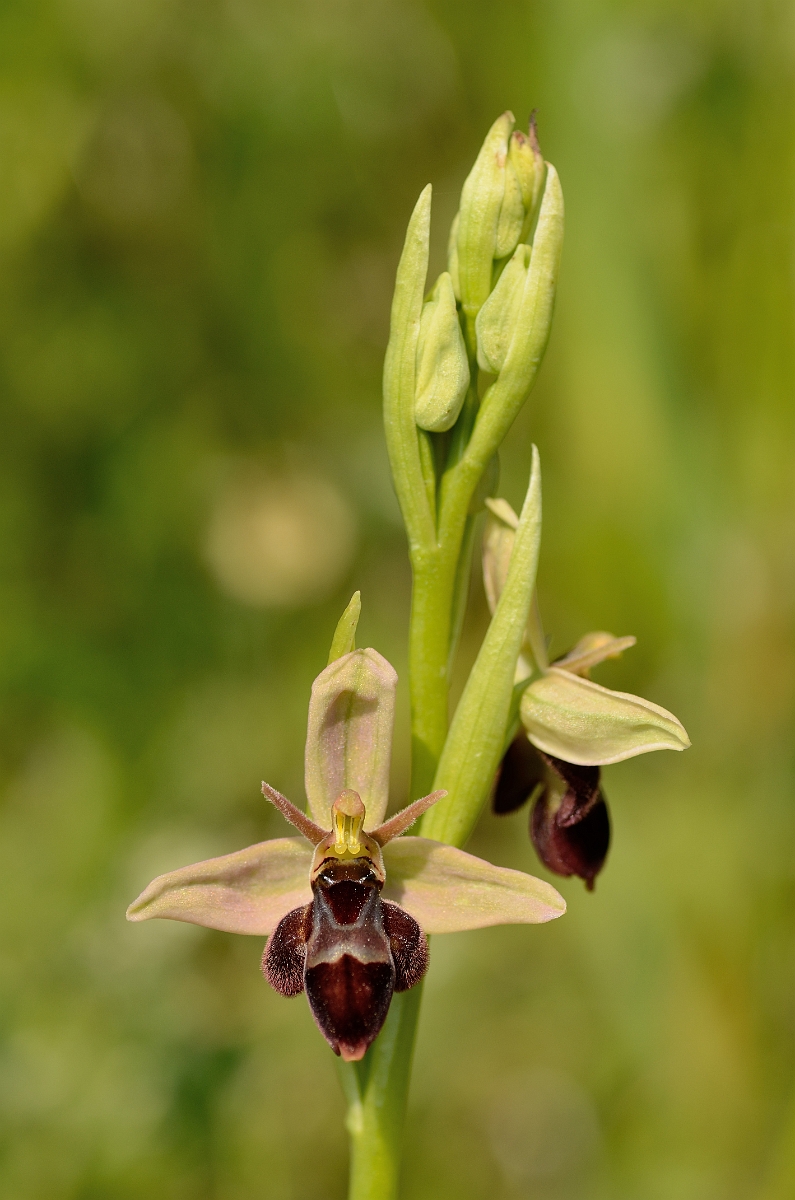 David Plant Photography - Wildlife Photography - Hybrid bee x fly orchid - B.jpg - Bee x fly hybrid orchid flowers - Somerset
