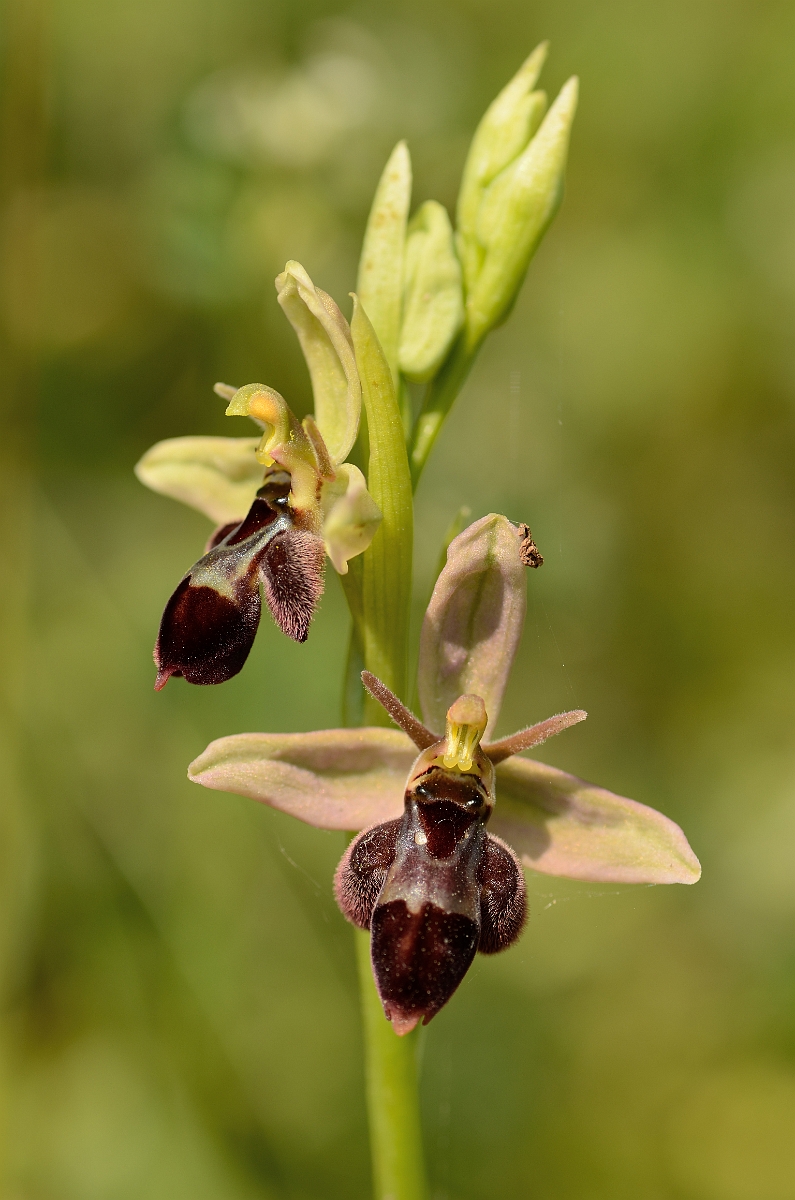 David Plant Photography - Wildlife Photography - Hybrid bee x fly orchid - D.jpg - Bee x fly hybrid orchid flowers - Somerset