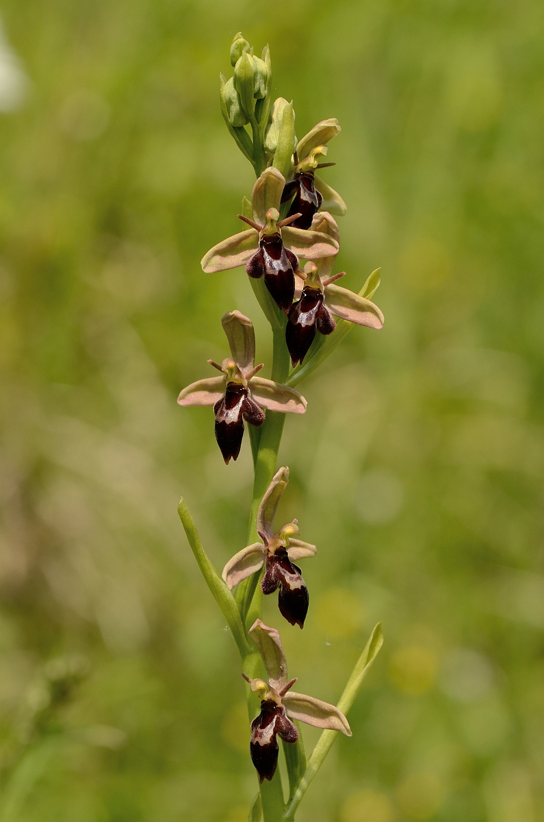 David Plant Photography - Wildlife Photography - Hybrid bee x fly orchid - E.jpg - Bee x fly hybrid orchid plant - Somerset