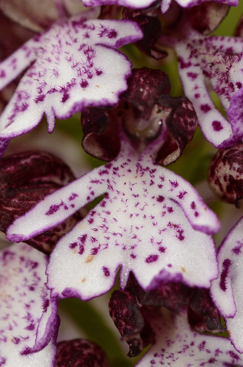 David Plant Photography - Wildlife Photography - Lady orchid - A.jpg - Lady orchid flower - Oxfordshire