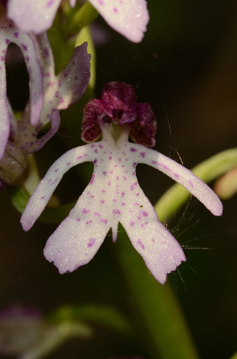 David Plant Photography - Wildlife Photography - Lady orchid - C.jpg - Lady orchid flower - Kent