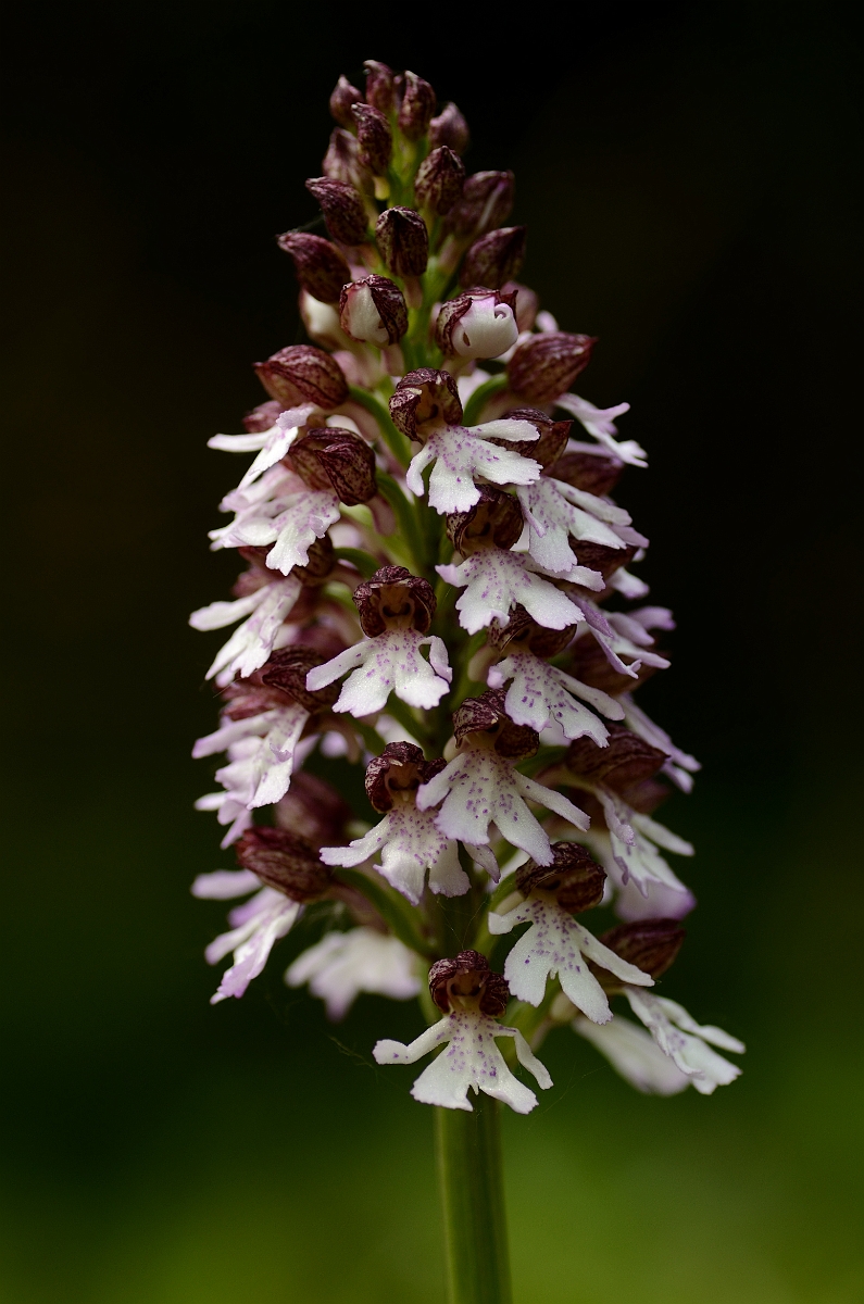David Plant Photography - Wildlife Photography - Lady orchid - F.jpg - Lady orchid flowering spike - Kent