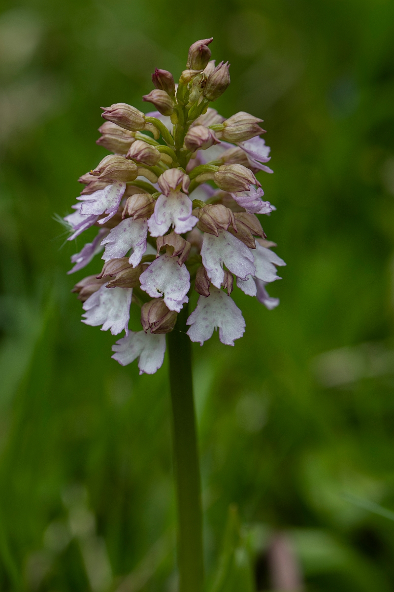 David Plant Photography - Wildlife Photography - Lady orchid - H.JPG - Lady orchid - Kent